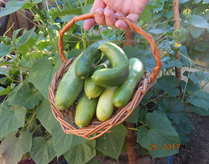 cucumbers