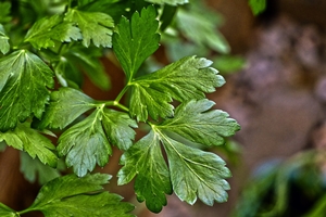parsley