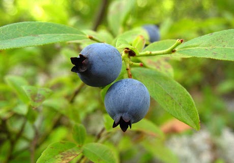 wild blueberries growing