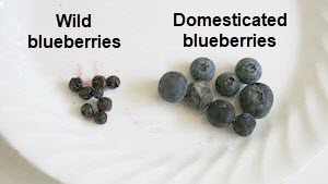 wildblueberries vs domesticated